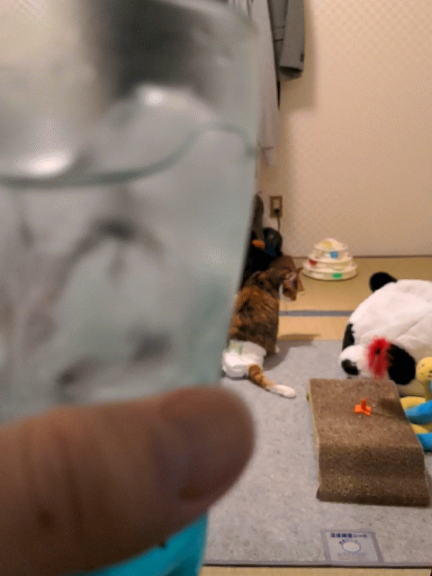 翠グラスと猫のまつりちゃん